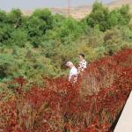 Palomar_0013 (September 10, 2011)